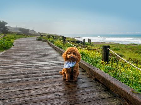 A small fluffy dog wearing a blue bandana sits on a wooden boardwalk by the coast, with grassy dunes and the ocean in the background.